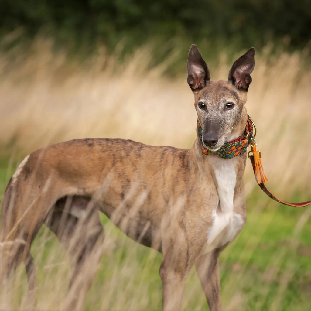 Acanthus Dream Buckle Collar