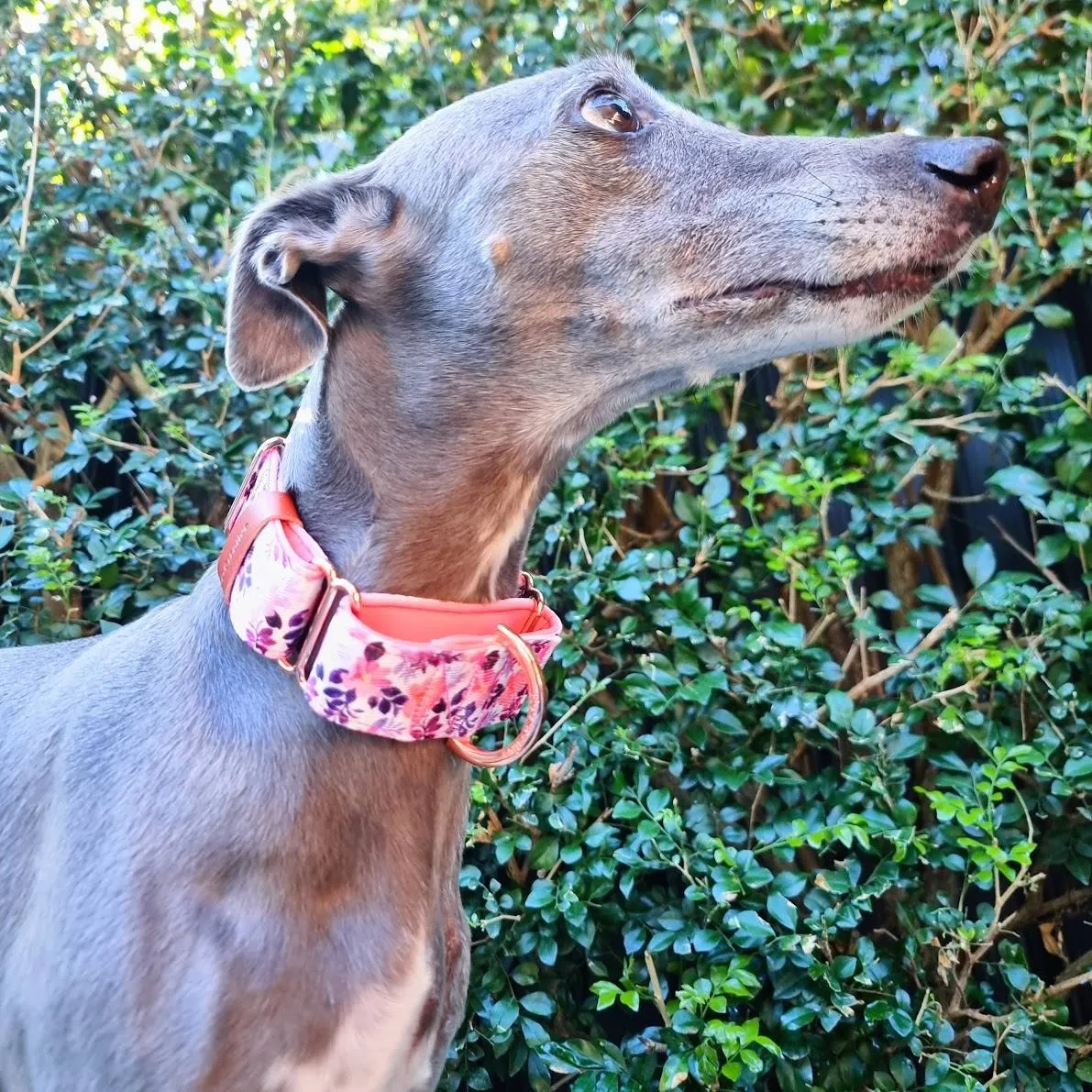 Layla - Personalised martingale collar - padded