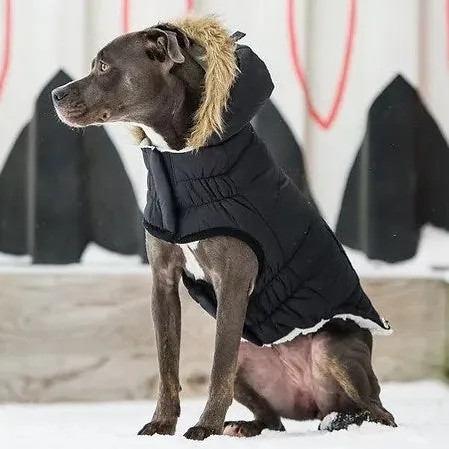 Urban Parka Black Dog Coat